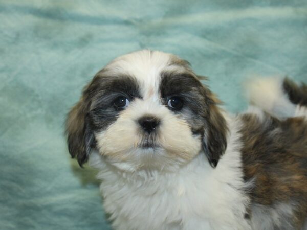 Teddy Bear DOG Female Brown White 18939 Petland Dalton, Georgia