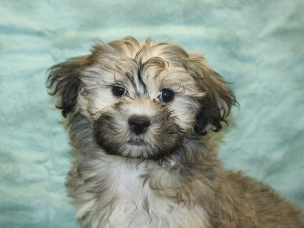 Teddy-DOG-Male-brown white-18959-Petland Dalton, Georgia