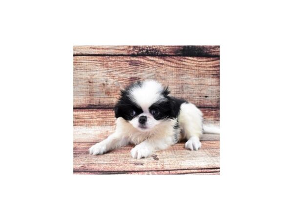 Japanese Chin DOG Male Black and White 8489 Petland Dalton, Georgia