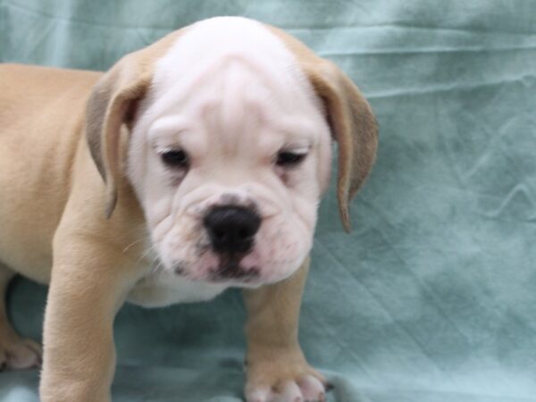 Bulldog/Beagle DOG Male Fawn 8475 Petland Dalton, Georgia