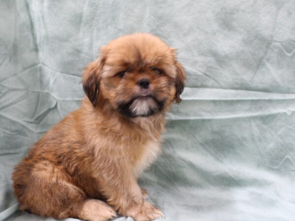 Shih Tzu DOG Male red and white 8485 Petland Dalton, Georgia