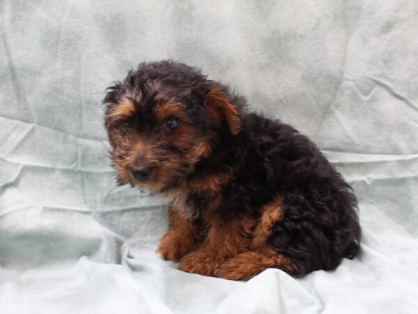 Yorkie Poo-DOG-Male-BLK TAN-8480-Petland Dalton, Georgia