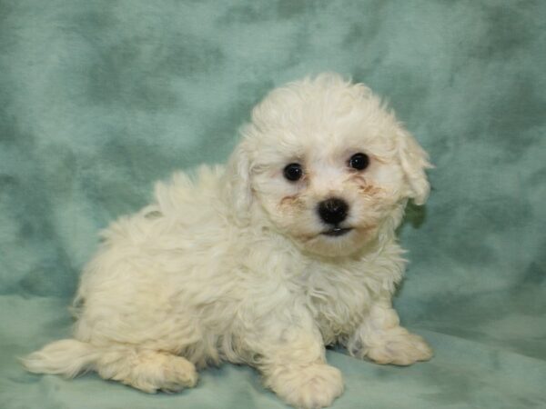 Bichon Frise DOG Male WH 18967 Petland Dalton, Georgia