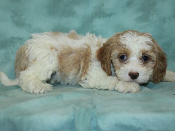 Cava Poo-DOG-Female-RED WHITE-18969-Petland Dalton, Georgia