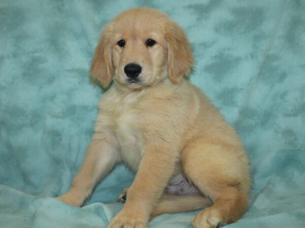 Golden Retriever DOG Male Golden 18964 Petland Dalton, Georgia