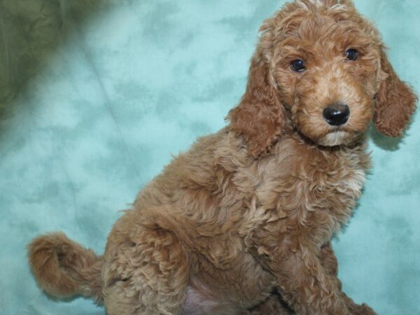 Goldendoodle DOG Female Red White 18962 Petland Dalton, Georgia