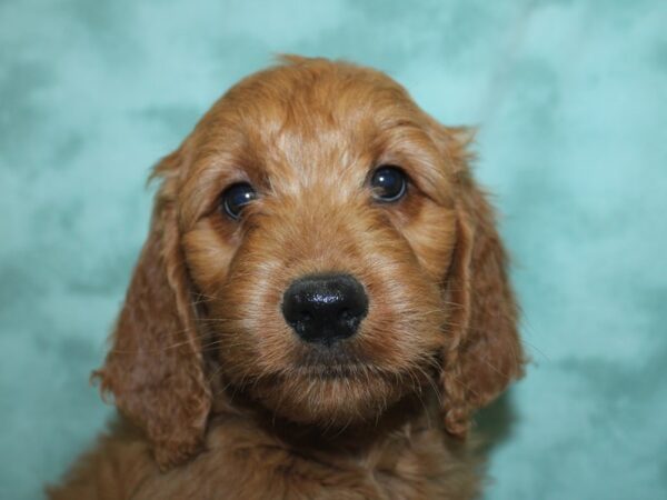 Goldendoodle DOG Female Golden 18963 Petland Dalton, Georgia