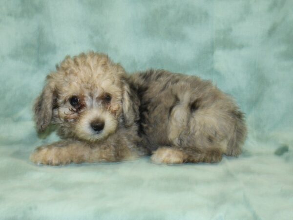 Miniature Poodle DOG Female BLUE MERLE 18966 Petland Dalton, Georgia