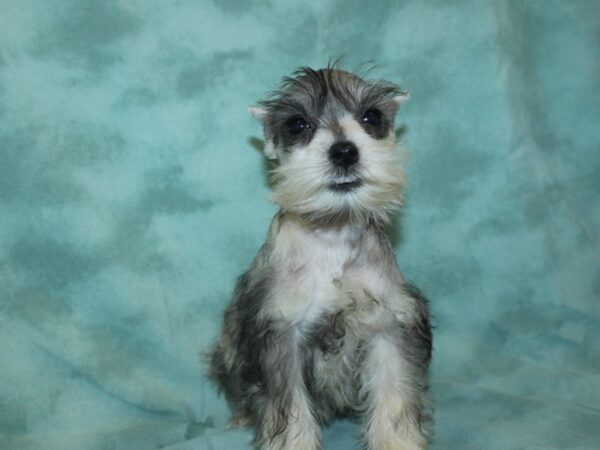 Miniature Schnauzer DOG Female SALT PEPPER 18970 Petland Dalton, Georgia