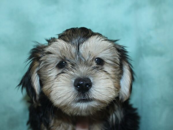 Morkie DOG Male BLK TAN 18968 Petland Dalton, Georgia