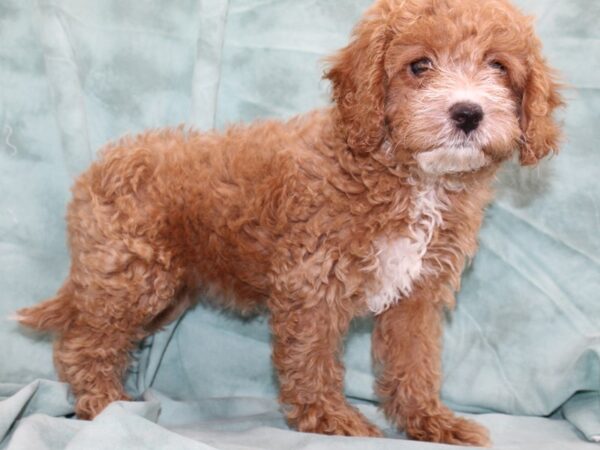 Cockadoodle DOG Female RED 8497 Petland Dalton, Georgia