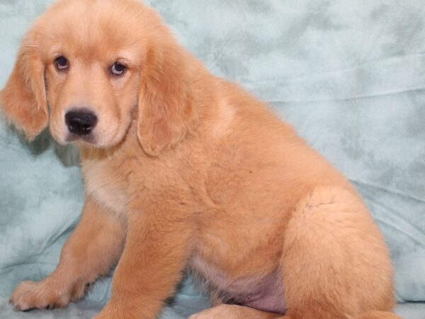 Golden Retriever DOG Female Golden 8494 Petland Dalton, Georgia