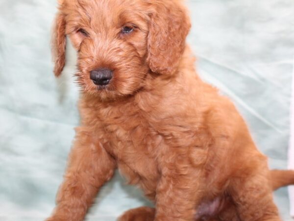 Goldendoodle DOG Female Apricot 8492 Petland Dalton, Georgia