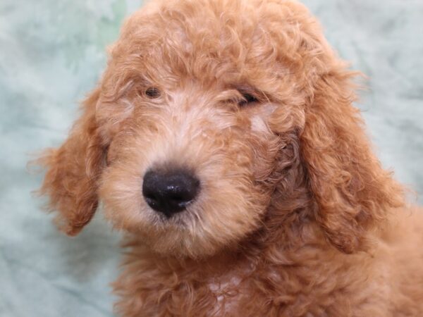 Goldendoodle DOG Male Golden 8493 Petland Dalton, Georgia