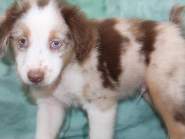 Miniature Australian Shepherd DOG Male RED MERLE 8478 Petland Dalton, Georgia