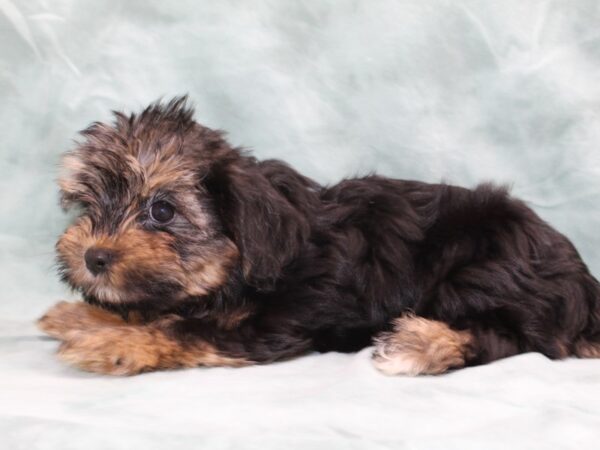 Morkie DOG Male blk tan 8496 Petland Dalton, Georgia