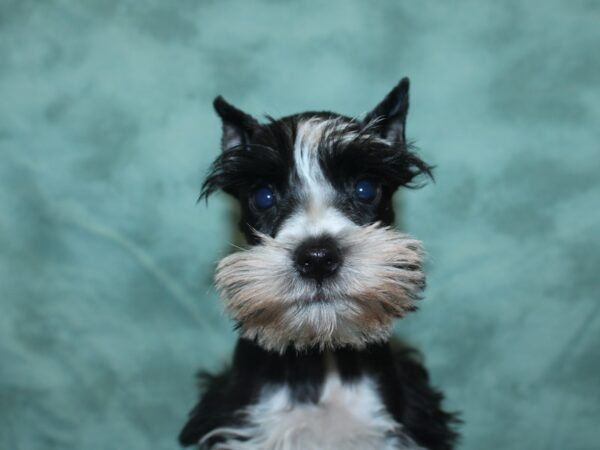 Mini Schnauzer DOG Female BLK WHITE 18978 Petland Dalton, Georgia