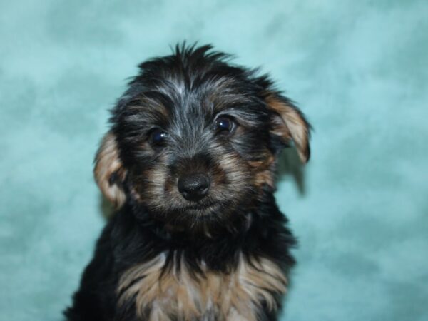 Yorkshire Terrier DOG Male Black Tan 18977 Petland Dalton, Georgia