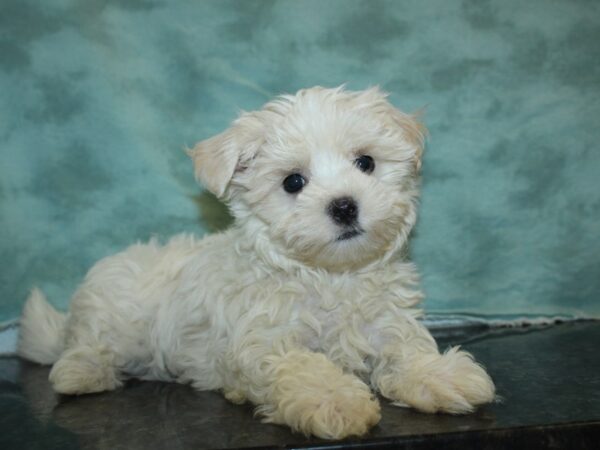 Maltese DOG Male WHITE 18976 Petland Dalton, Georgia