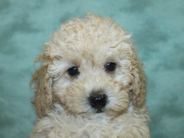 Miniature Poodle DOG Male LIGHT RED 18975 Petland Dalton, Georgia