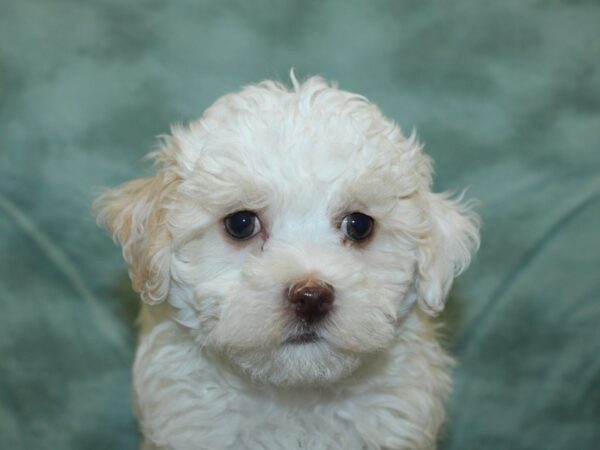 Havanese DOG Male BROWN WH 18974 Petland Dalton, Georgia