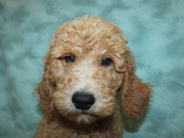 Standard Poodle-DOG-Male-Red-18973-Petland Dalton, Georgia