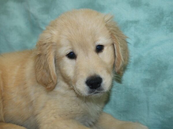 Golden Retriever DOG Female Light Golden 18972 Petland Dalton, Georgia