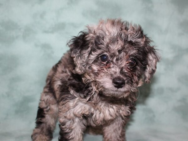 Bichapoo DOG Male MERLE 8503 Petland Dalton, Georgia