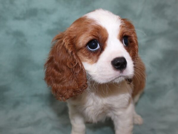 Cavalier King Charles Spaniel DOG Female Blienhiem 8501 Petland Dalton, Georgia