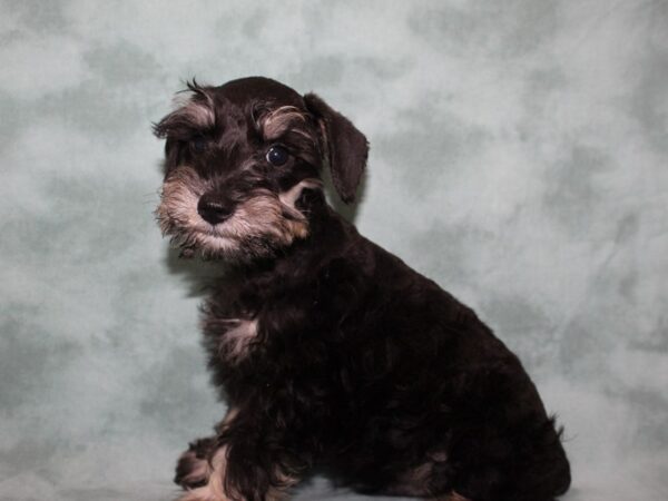 Miniature Schnauzer DOG Male BLACK SILVER 8499 Petland Dalton, Georgia