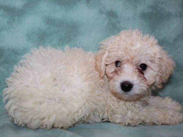 Bichapoo DOG Female CREME 8502 Petland Dalton, Georgia