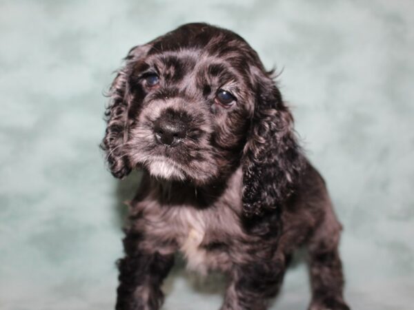 Cocker Spaniel DOG Female MERLE 8500 Petland Dalton, Georgia