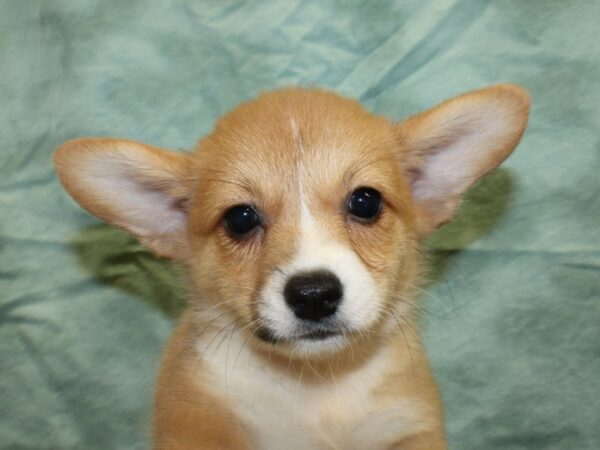 Pembroke Welsh Corg. DOG Male RED WHITE 18985 Petland Dalton, Georgia