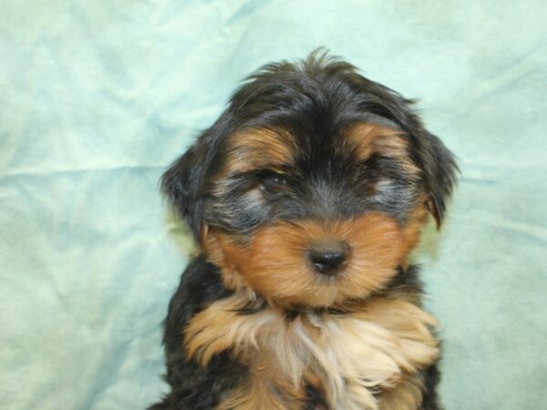 Yorkshire Terrier DOG Male BLK TAN 18984 Petland Dalton, Georgia