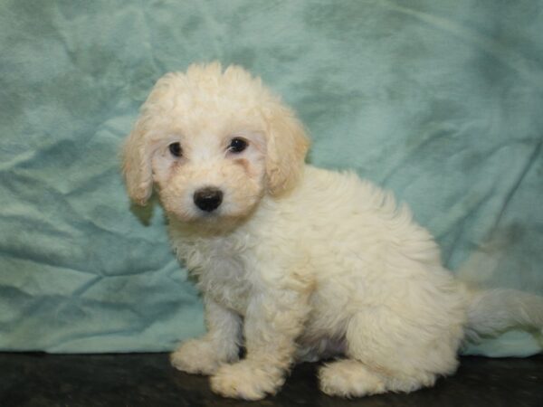 Cavachon DOG Male BLENHEIM 18983 Petland Dalton, Georgia