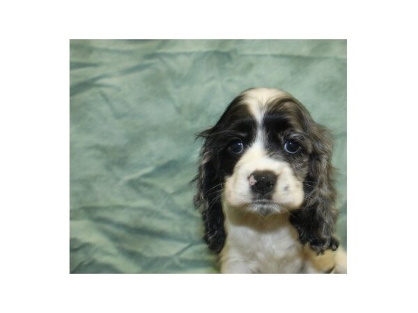 Cocker Spaniel DOG Male BLUE MERLE 18982 Petland Dalton, Georgia