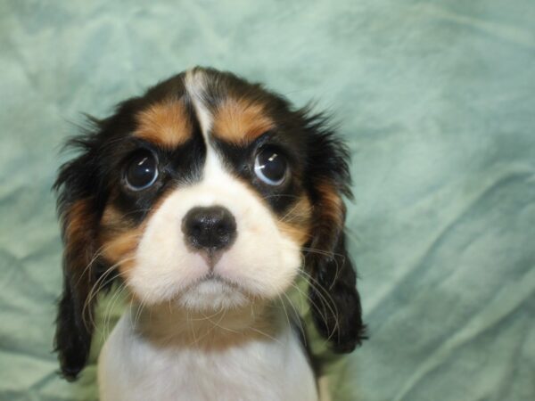 Cavalier King Charles Spaniel DOG Female TRI 18981 Petland Dalton, Georgia