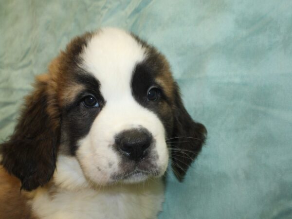 Saint Bernard DOG Male Sable White 18979 Petland Dalton, Georgia