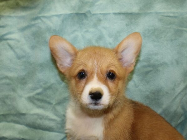 Pembroke Welsh Corg.-DOG-Male-RED WHITE-8510-Petland Dalton, Georgia