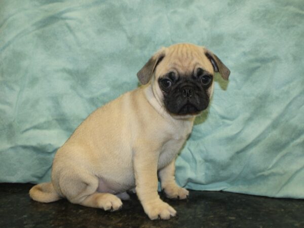 Pug DOG Male FAWN 18986 Petland Dalton, Georgia