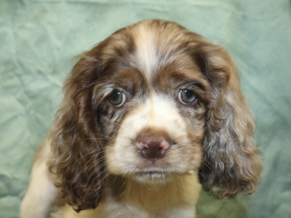 Cocker Spaniel DOG Female CHOC MERLE 8508 Petland Dalton, Georgia