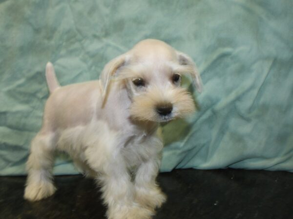 Miniature Schnauzer DOG Male WHITE 8507 Petland Dalton, Georgia