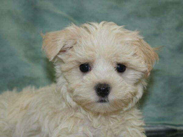 Bichon Frise DOG Male WH 8506 Petland Dalton, Georgia