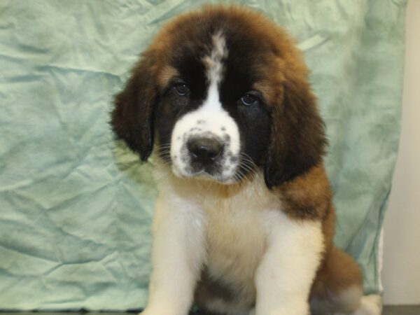 Saint Bernard DOG Female Sable White 8505 Petland Dalton, Georgia