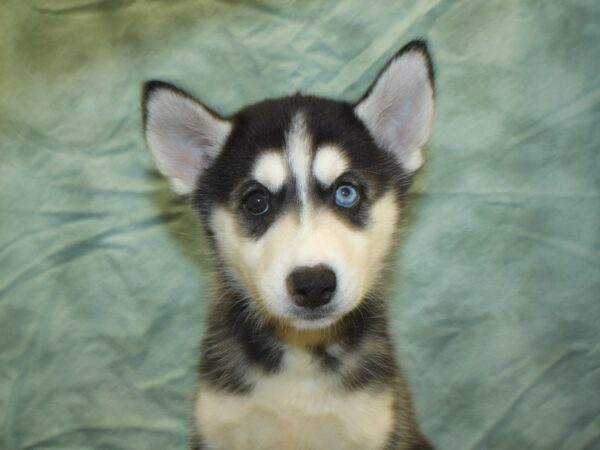 Siberian Husky DOG Female Black & White 8504 Petland Dalton, Georgia