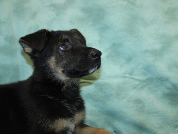 German Shepherd DOG Male Blk&Tan 18992 Petland Dalton, Georgia