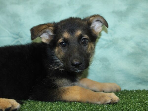 German Shepherd DOG Female Blk$Tan 18993 Petland Dalton, Georgia