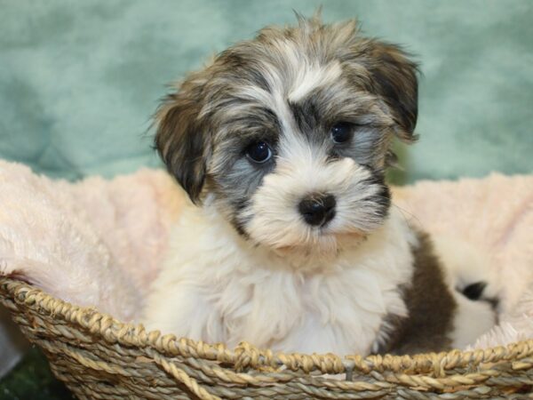 Havanese DOG Female Sable / White 18987 Petland Dalton, Georgia