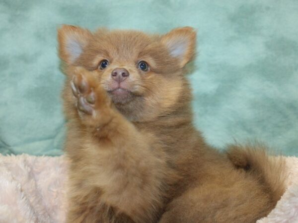 Pomeranian DOG Male Red 18989 Petland Dalton, Georgia