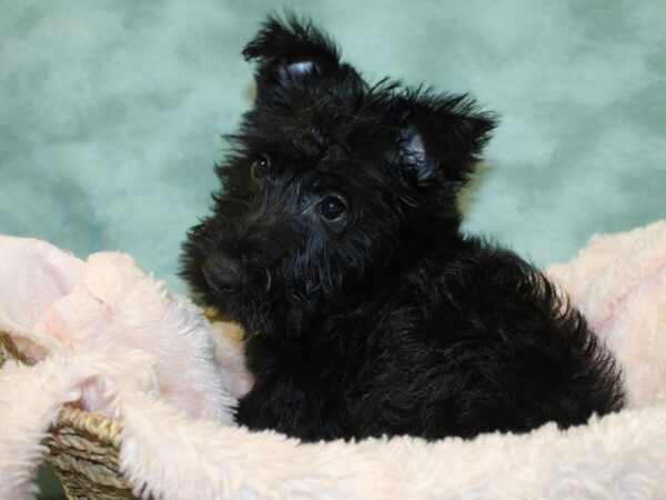 Scottish Terrier DOG Male Black 18990 Petland Dalton, Georgia